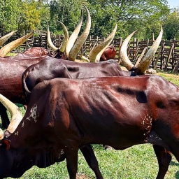 Donald UGAGRI