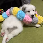 ドレミの歌　グレートピレニーズ