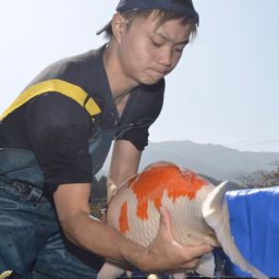 丸筑魚苑 -Maruchiku Koi Farm-