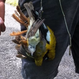 DD WILDLIFE
