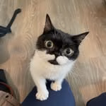 Agnes The Little Lady🐾