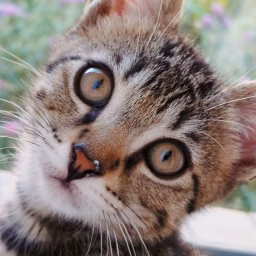Hazel the Cat