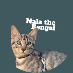 Nala the Bengal