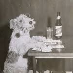 A History of Dogs
