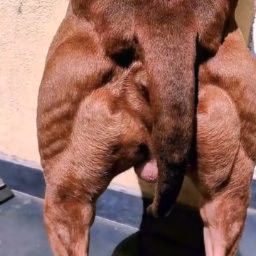 SPORT FOR MY PITBULL