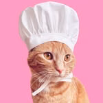 HONEY | Cat Chef | Influencer