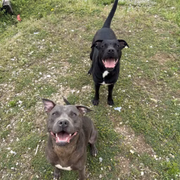 Happy Tails Animal Rescue 