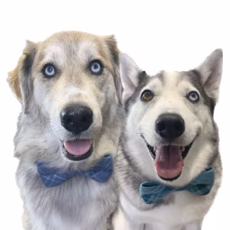 Half Husky Bros