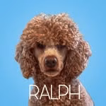 ʀᴀʟᴘʜ ᴛʜᴇ ʀᴇᴅ ᴘᴏᴏᴅʟᴇ 🐩