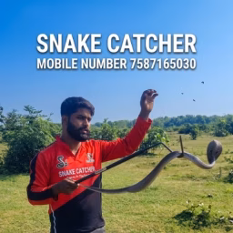 Snake hunter India 