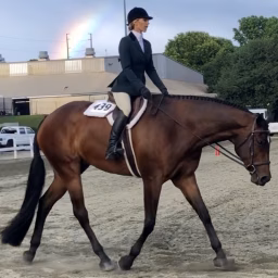 Equestrian Bliss