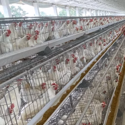 Layer Poultry Farming