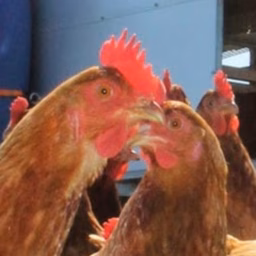 Australian Pastured Poultry