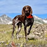 Jen & Bison | dog-friendly hiking and travel