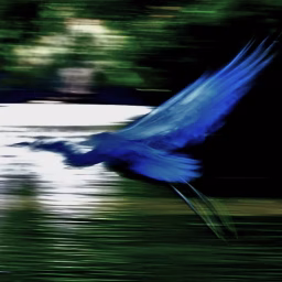 blueheronvideo