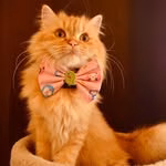 Plowythecat