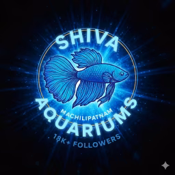 Shiva Aquariums 