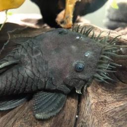 Freshwater Ichthyology