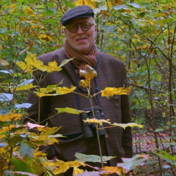 Dauerwald