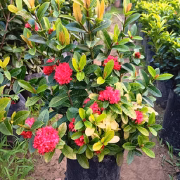 Gardening Tips