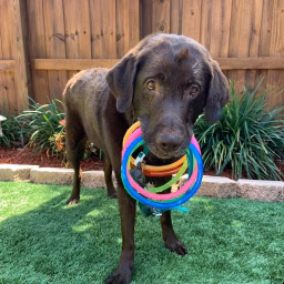 Lugnut The Chocolate Labrador Retriever