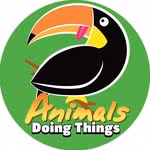 Animals Doing Things