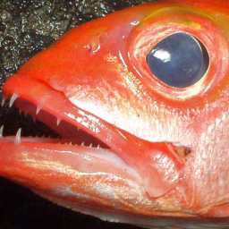 Deep Sea Fishing Episode