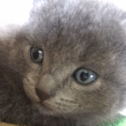 ComradeKitty
