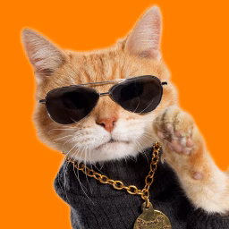 Give Them Ten with Scooter the Neutered Cat 