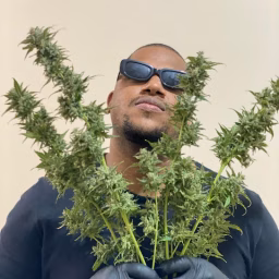 Canal Brazilianstrains Grower