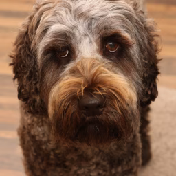 Watson the Warrior