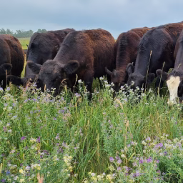 Greener Pastures Ranching Ltd.