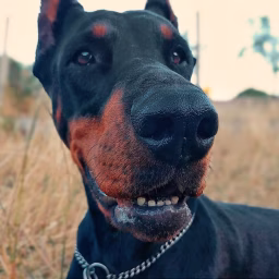 Doberman Short Videos