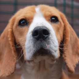 Caceria Beagle Chile