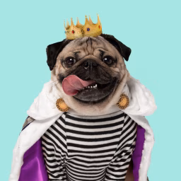 Doug the Pug