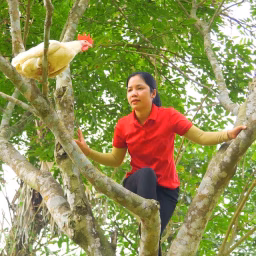 Tieu Ca - Free Bushcraft