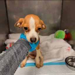Paws Rescue Shelter 