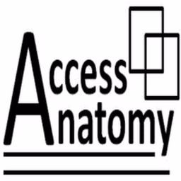 Access Anatomy